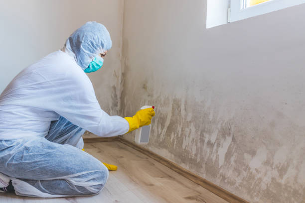 Licensed Basement Mold Remediation service in Markham, VA - 24 Hour Mold Removal