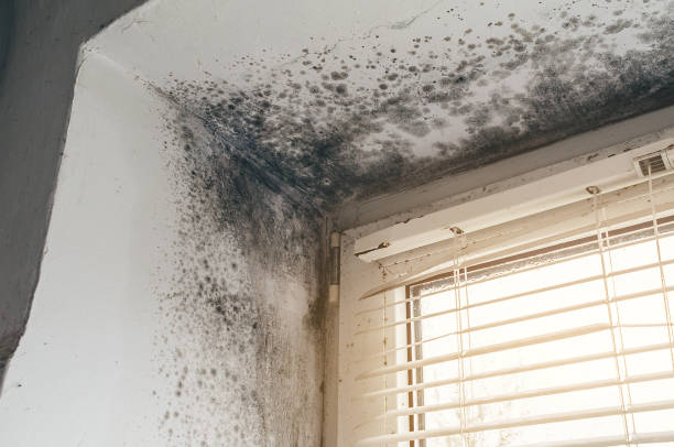 Affordable Basement Mold Remediation solutions in Markham, VA