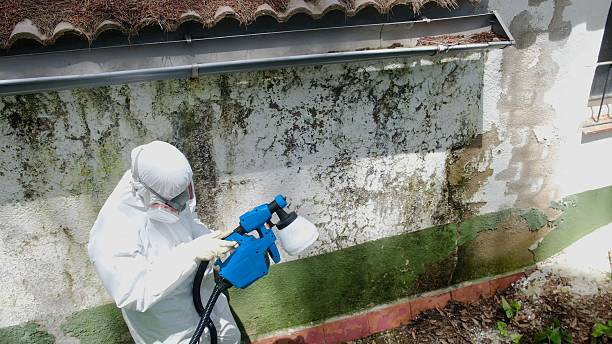 Top rated local Basement Mold Remediation specialists in Markham, VA